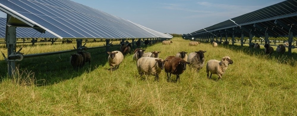 The Different Types of Agrivoltaic Systems